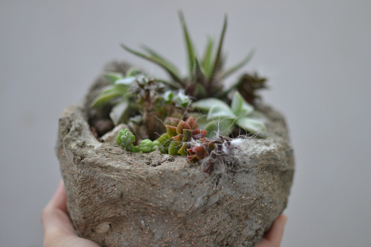 Горшочек из гипертуфа с суккулентами