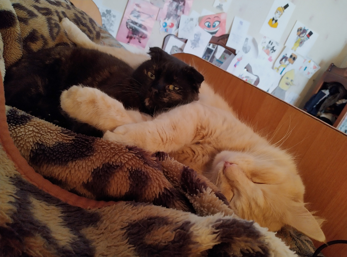 Рэкси (черная) и Руся (рыжий). Фото автора