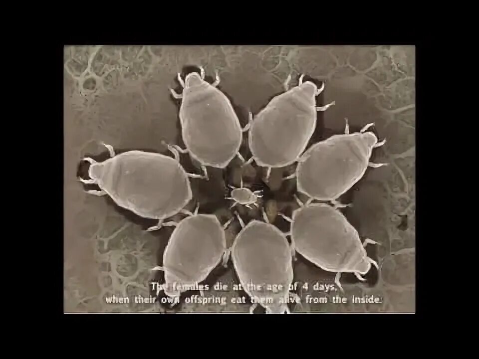 Один самец и самки