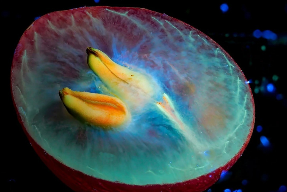 Виноградинка глазами попугая