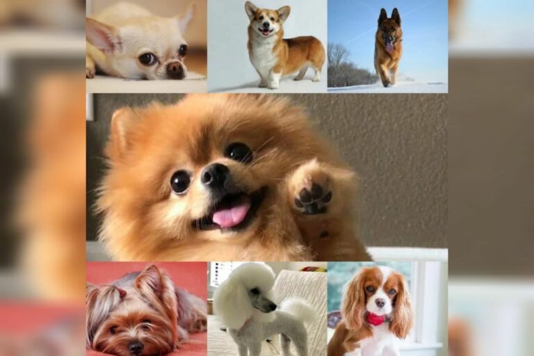    Самая популярная порода собак в России в 2024 голу — Немецкий шпиц Кристина Просвиркина