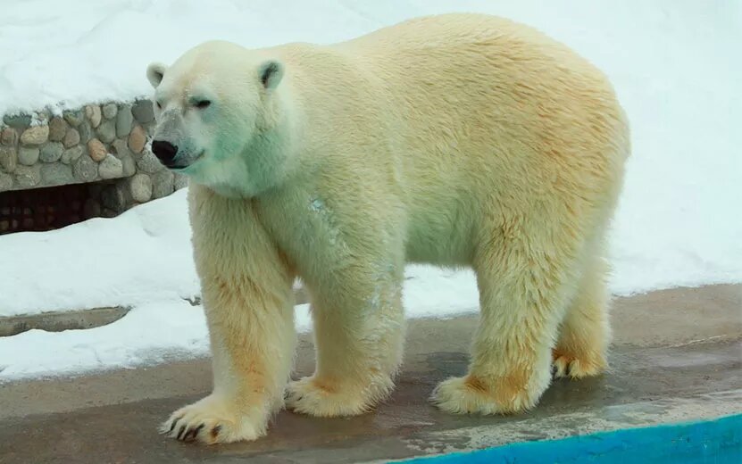   Белый медведь из зоопарка Удмуртии отметил день рождения