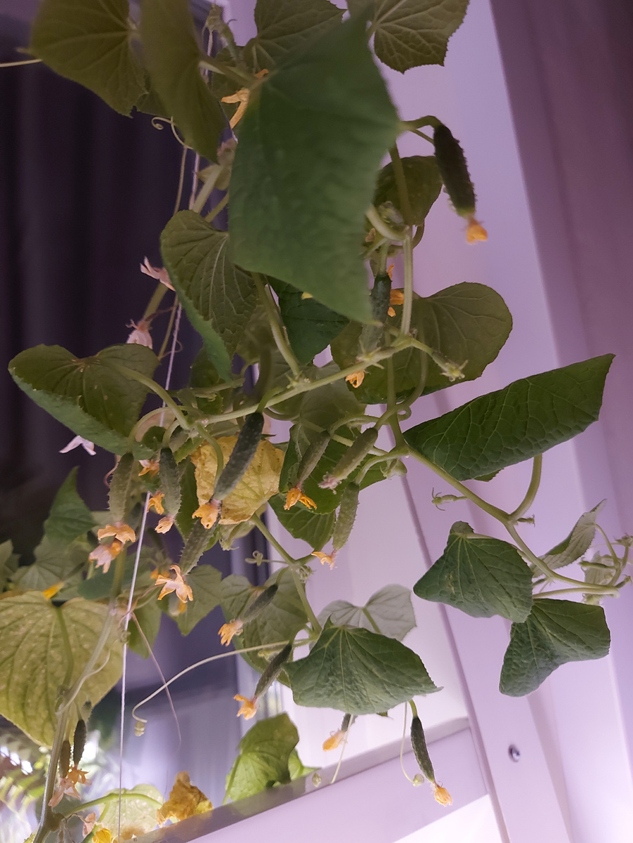 Мои огурцы, думаю их завтра удалю, и посею другие.