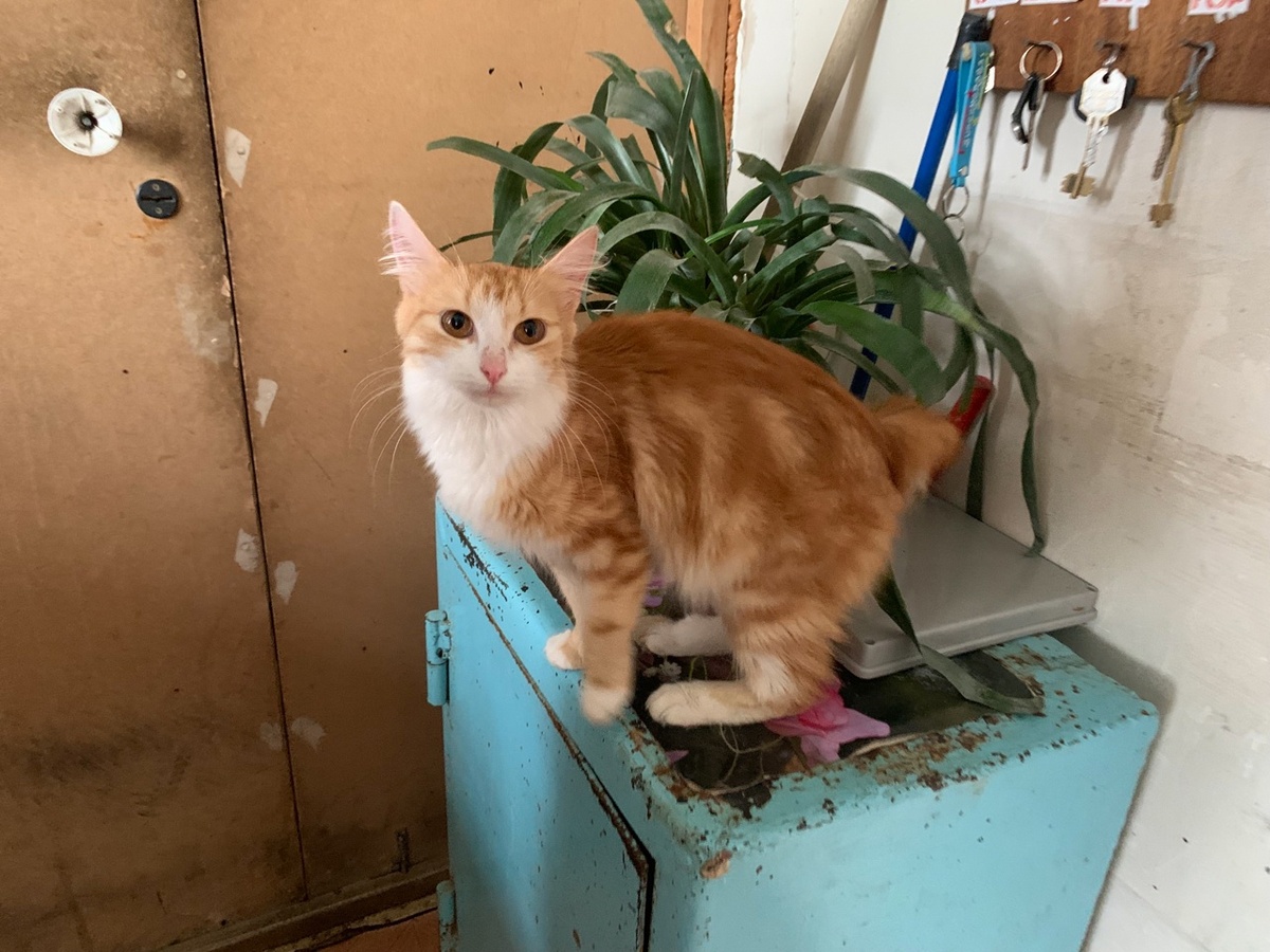 Хозяева безжалостно бросили своих кошек. Коты ушли в теплотрассу. Кошечка скиталась по общежитию.