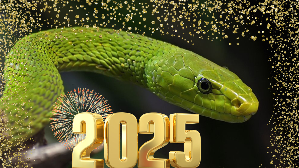 С новым 2025 Годом!