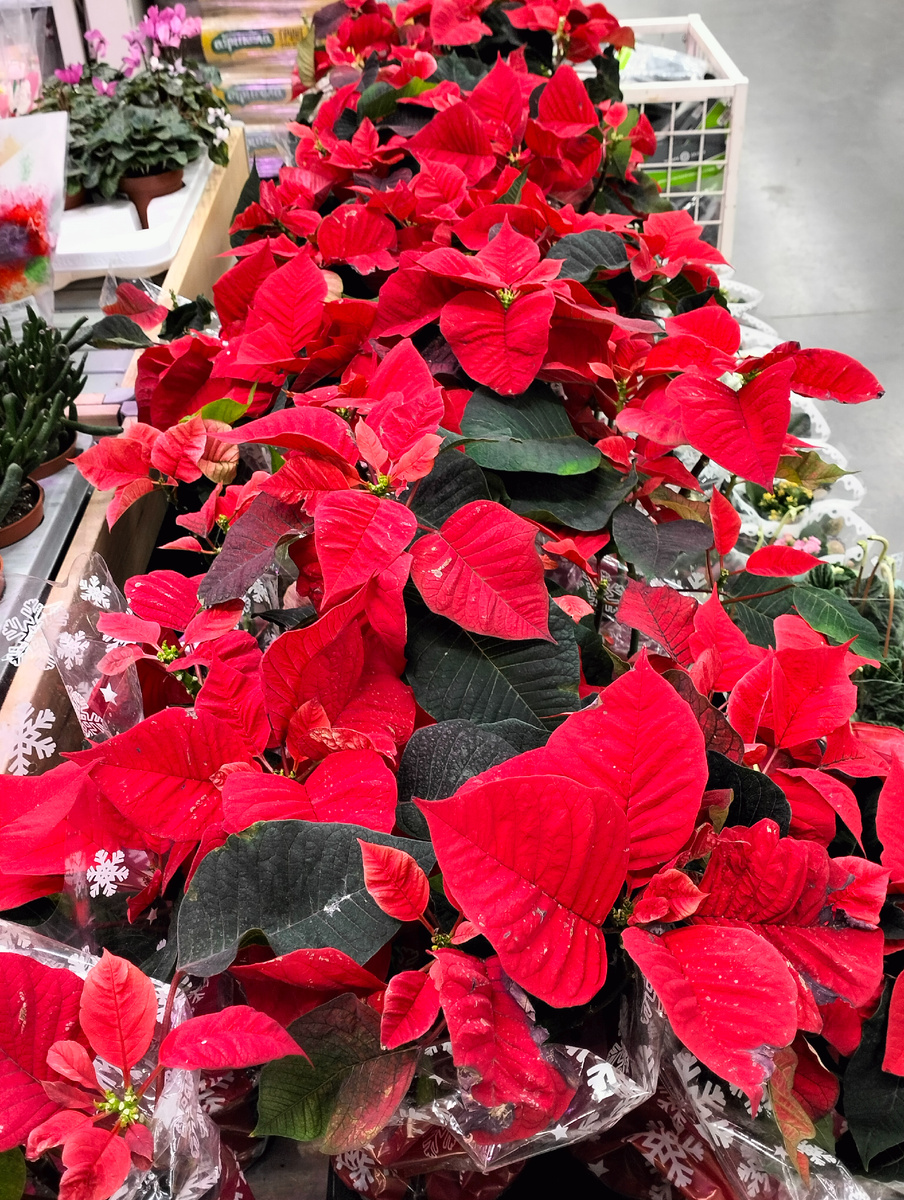 Рождественские звезды 