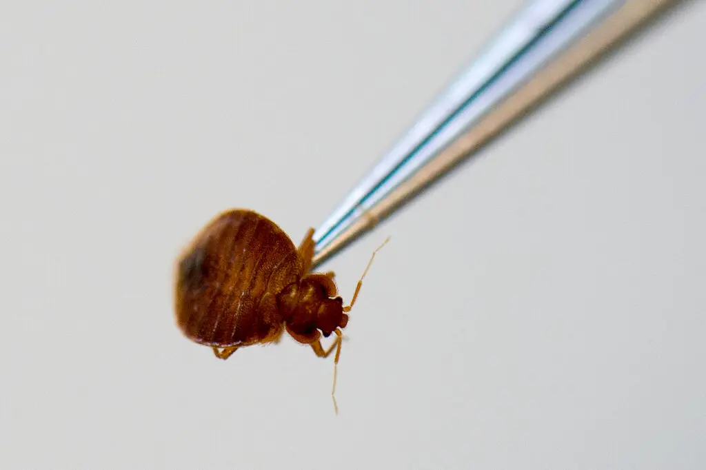 Клопы - постоянная проблема в путешествиях, они появляются в отелях, общественном транспорте и в багаже. Фото: picture alliance - Getty Images