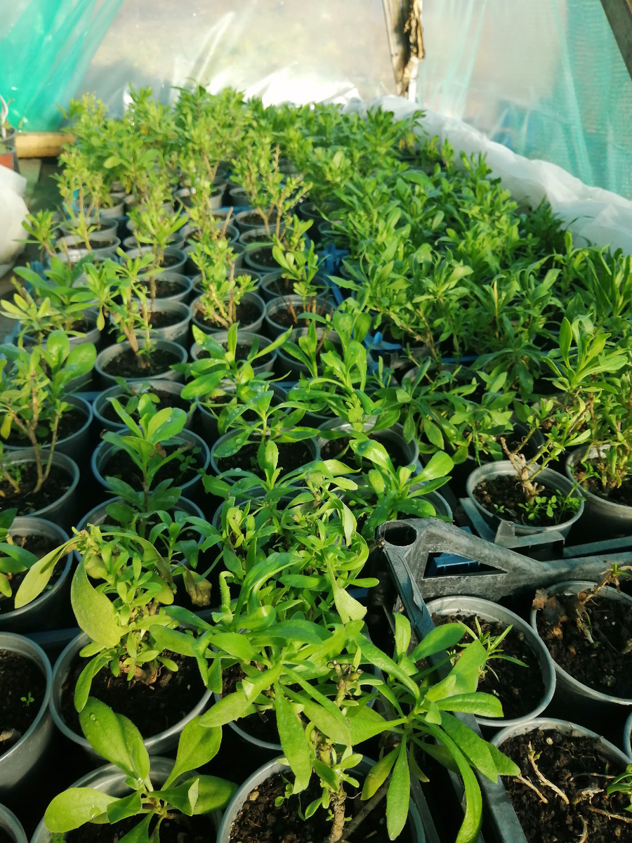 Так уже обросли черенками подстриженные кустики в холодной теплице 