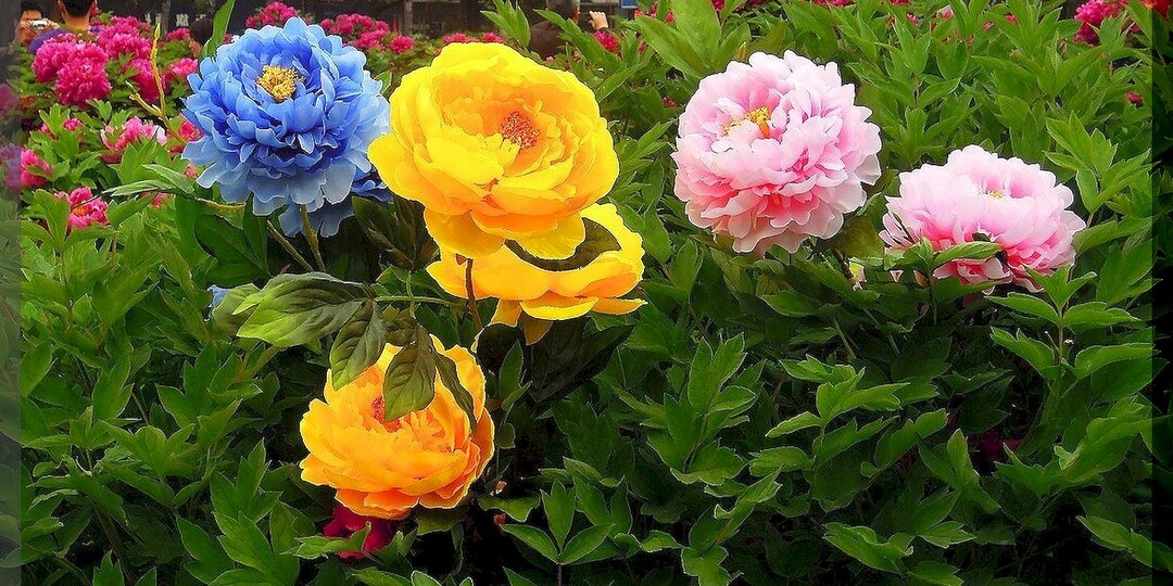 50 пионов для украшения участков: самые декоративные сорта пионов, которые можно легко найти в продаже