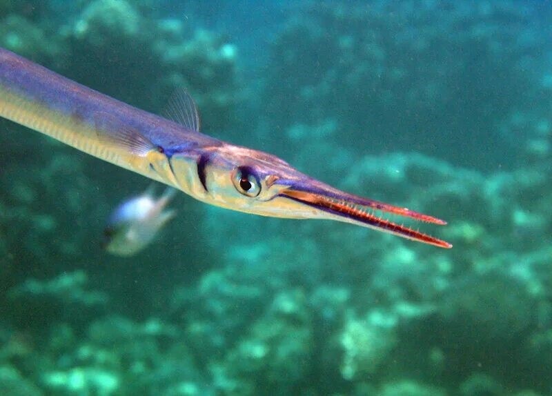 Картинка из свободных источников.