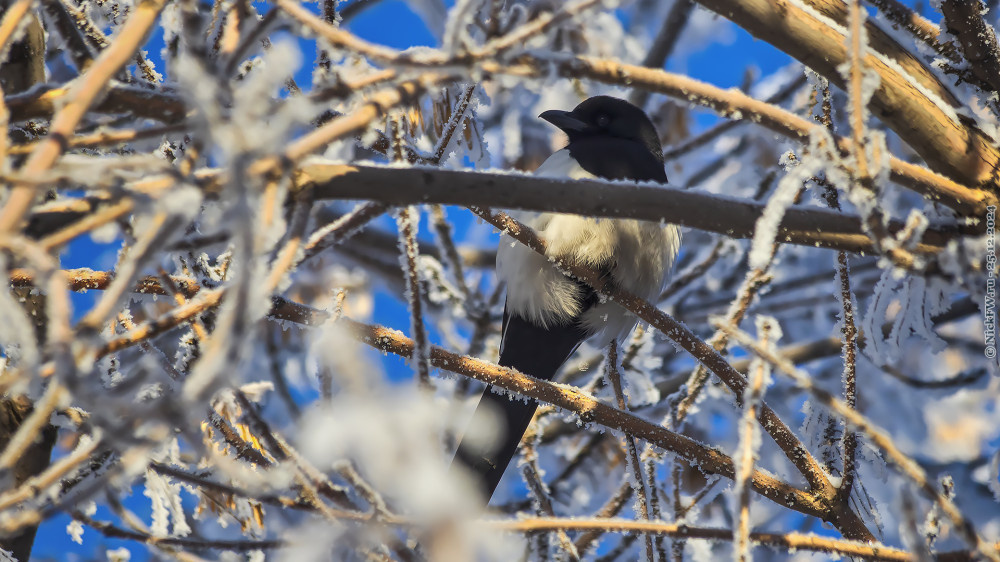 1. Сорока... © NickFW.ru — 25.12.2024г.