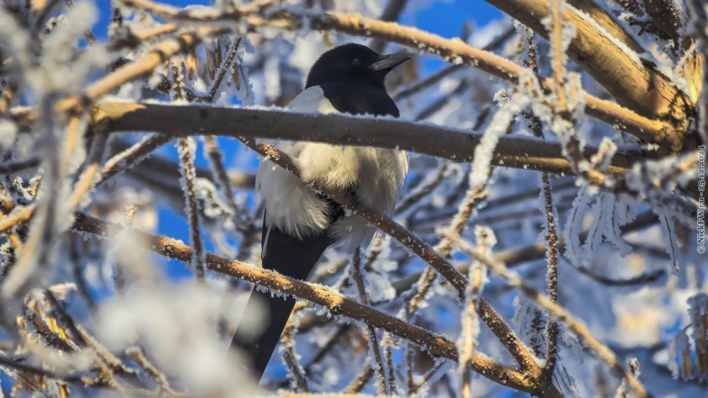 2. Сорока... © NickFW.ru — 25.12.2024г.