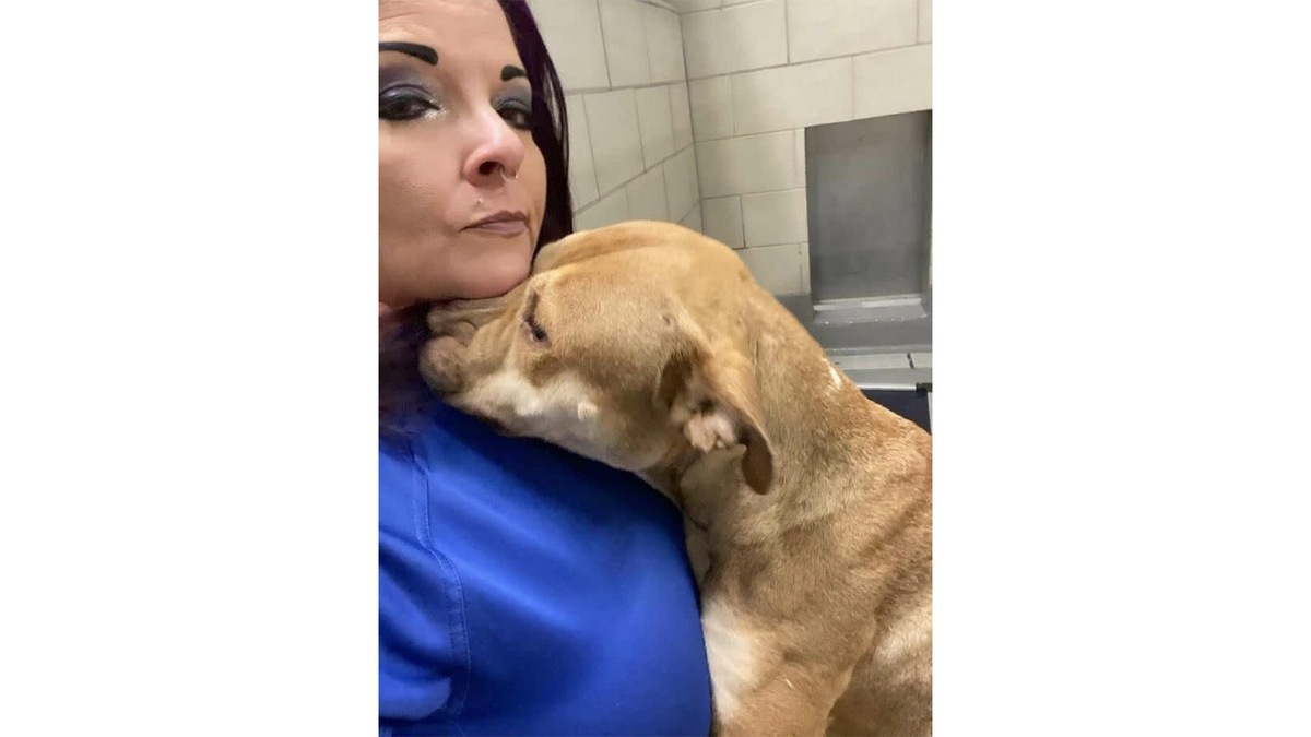    Питбуль из приюта получил второй шанс на счастливую жизнь