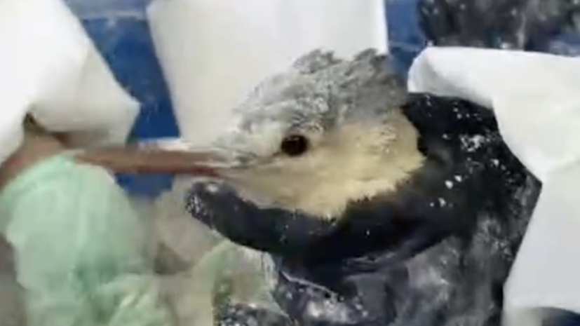    Оперативный штаб - Краснодарский край