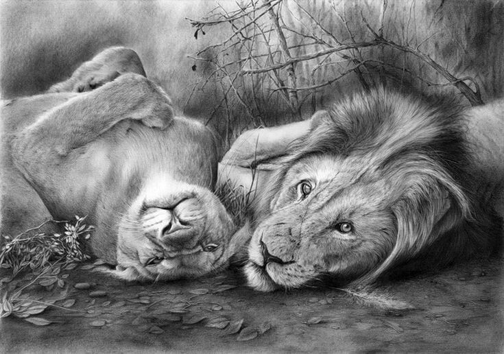 Львы.Рисунок карандашом.