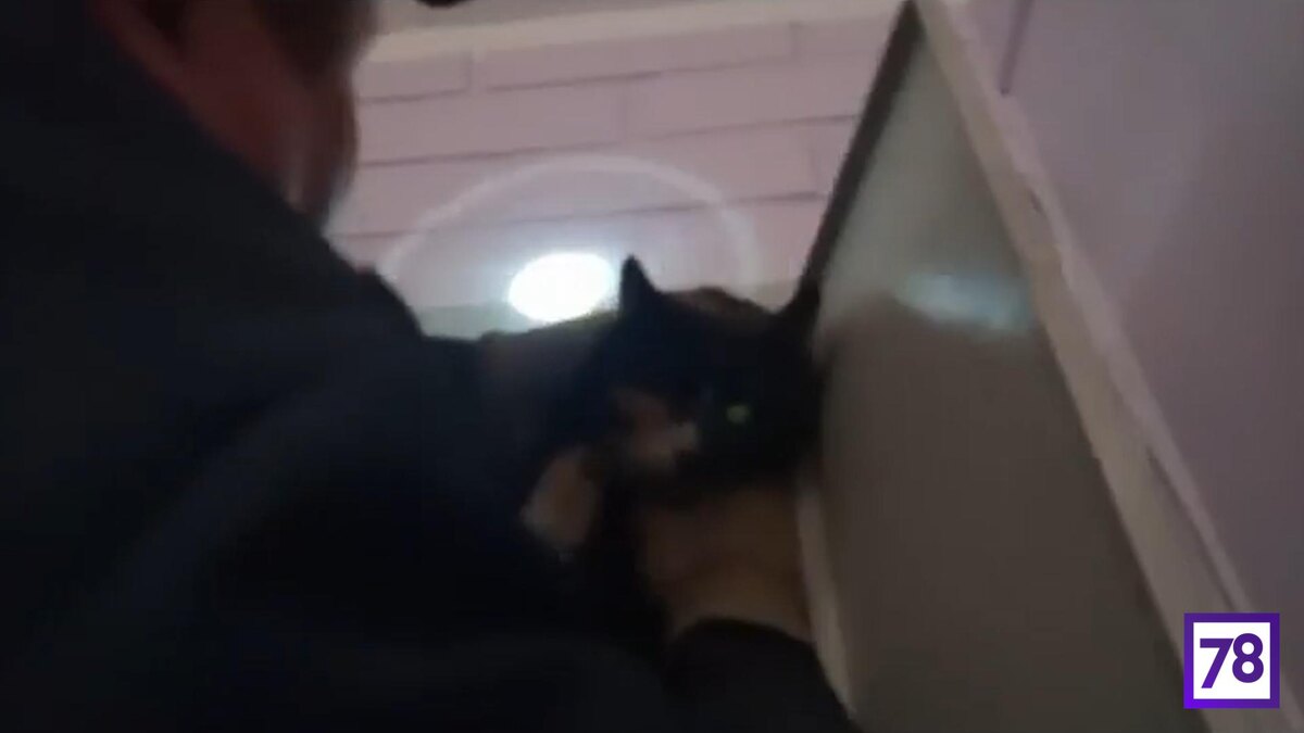 Фото: Группа «Кошкиспас»