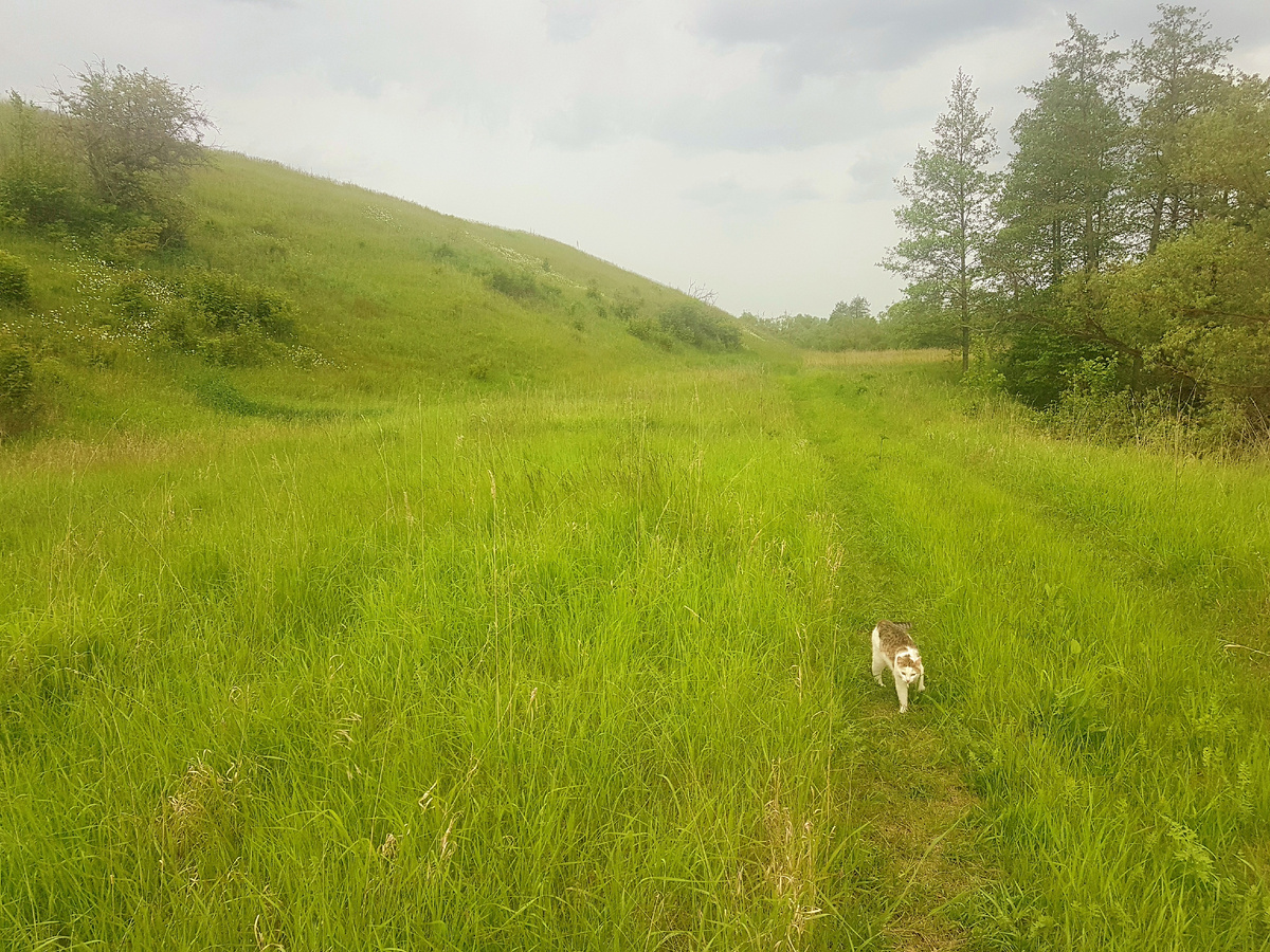 Гуляем с местной кошкой вдоль реки летом ковидного 20-го года, когда всех отправили трудиться удаленно. Мы и удалились на дачу.