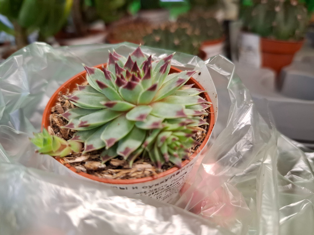 Прямо в магазине сфотографировала 