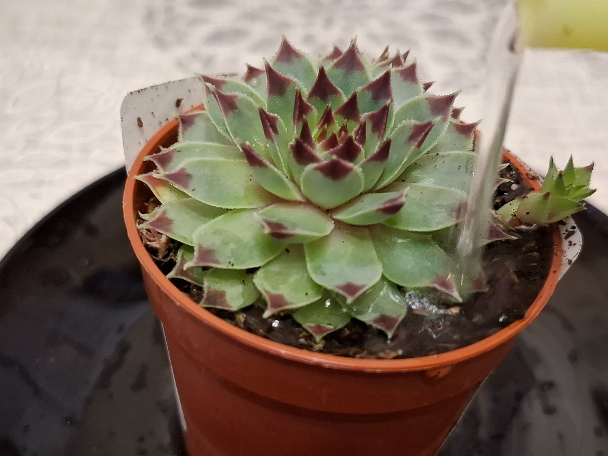 Поливаю, засох совсем цветок 