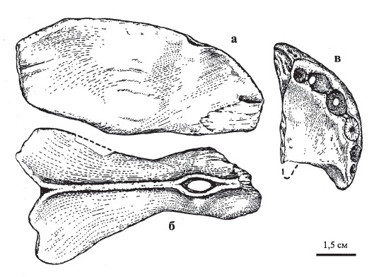 Фрагменты черепа.