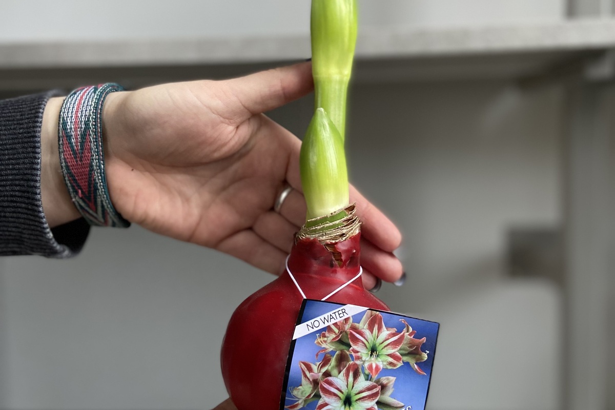     Тренд сезона – гиппеаструм в воске! Очень практичная идея, высокодекоративный эффект при минимуме ухода