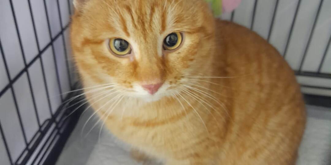 ❗ДОМА❗Дружелюбный котик Витя ищет свой дом и семью!