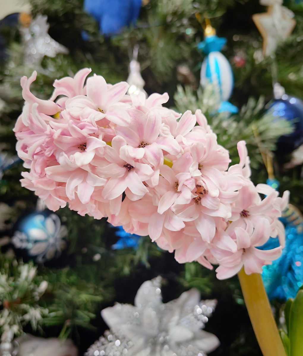 Гиацинт из "Пятёрочки". Интересно, какой это сорт? По внешнему виду очень похоже на "Бестселлер". 