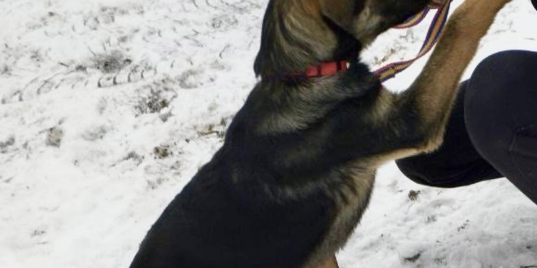 Добрая и послушная Кафа очень ждёт своего человека в нашем приюте.