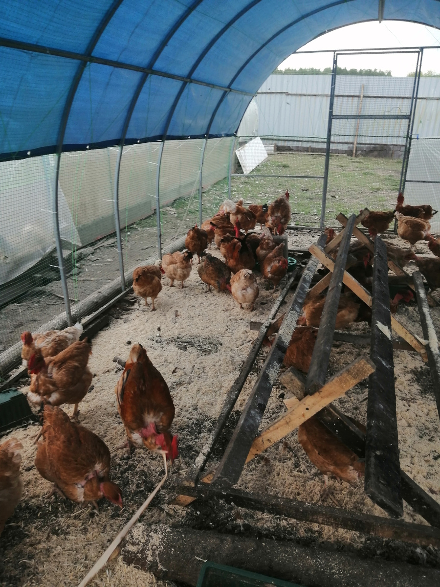 Мои голошейки