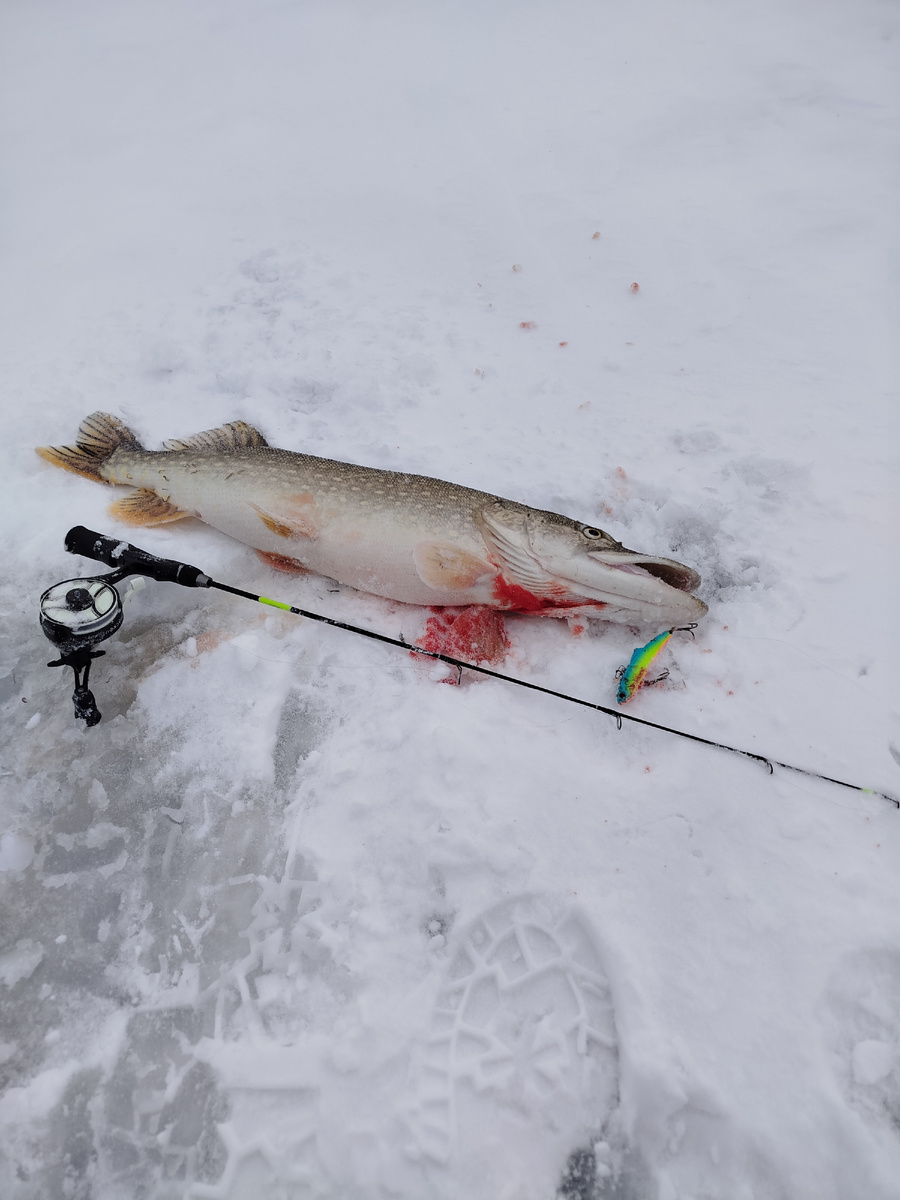 Щука 3185 была поймана в 8 50 утра.