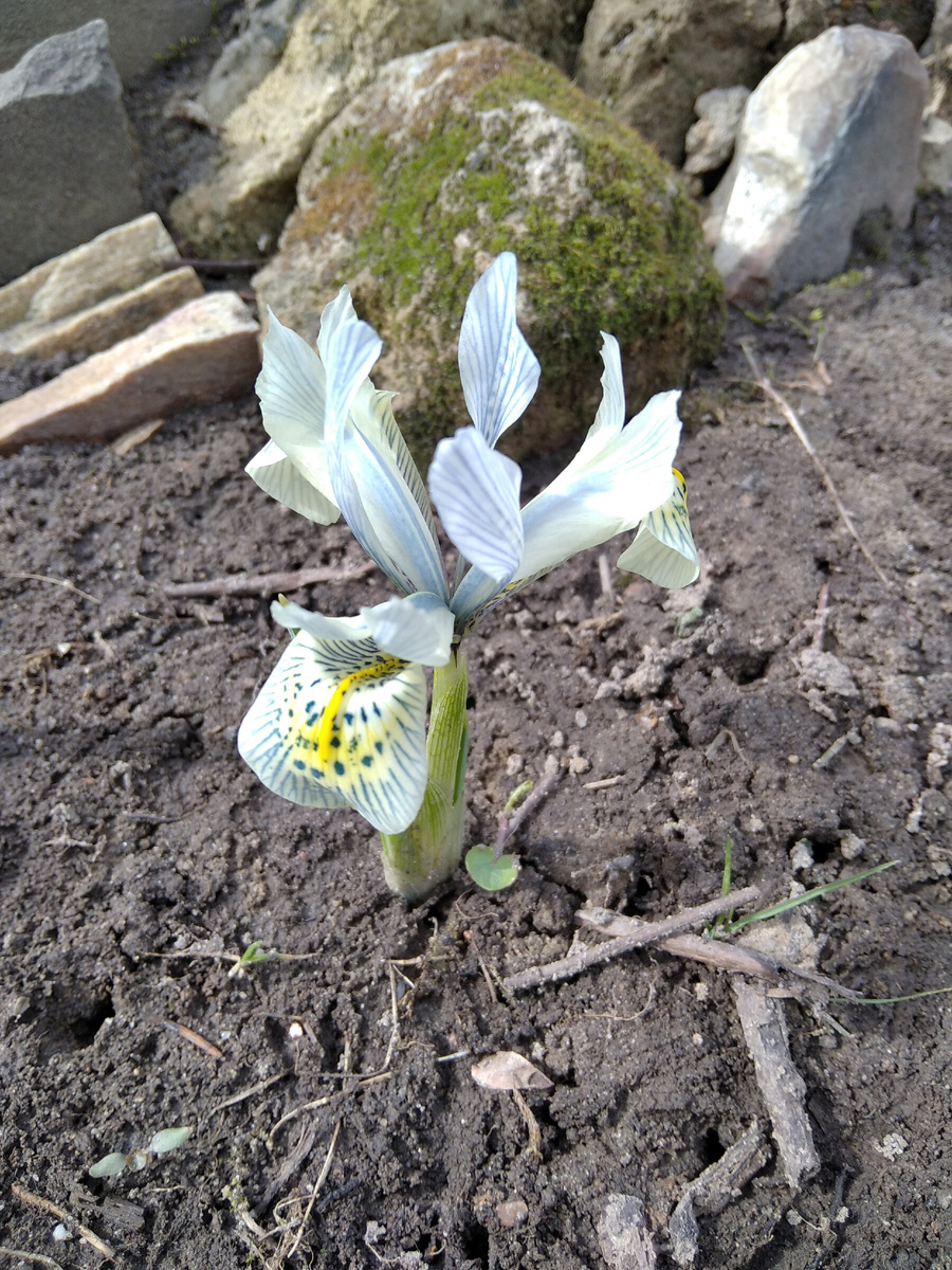 Иридодиктиум он же ирис сетчатый