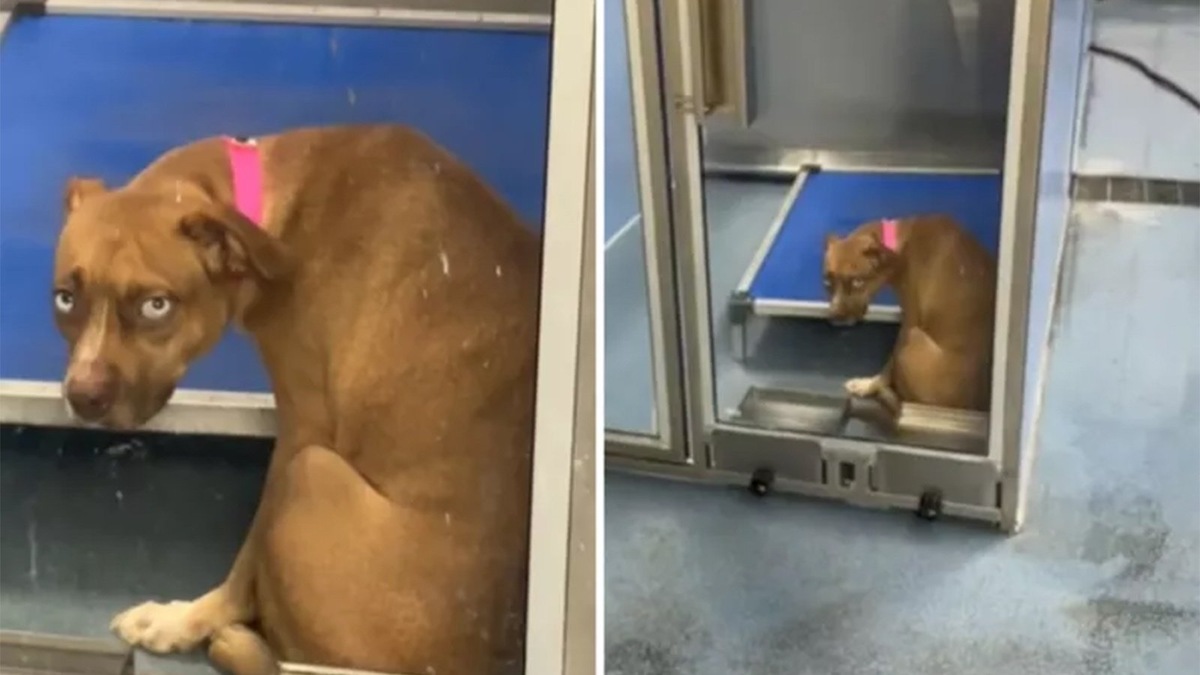    Собака в приюте тоскует после того, как осталась одна