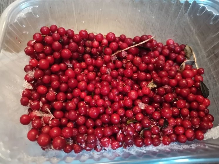     Брусника имеет уникальные свойства и может нормализовать давление. Фото: «МК в Великом Новгороде»