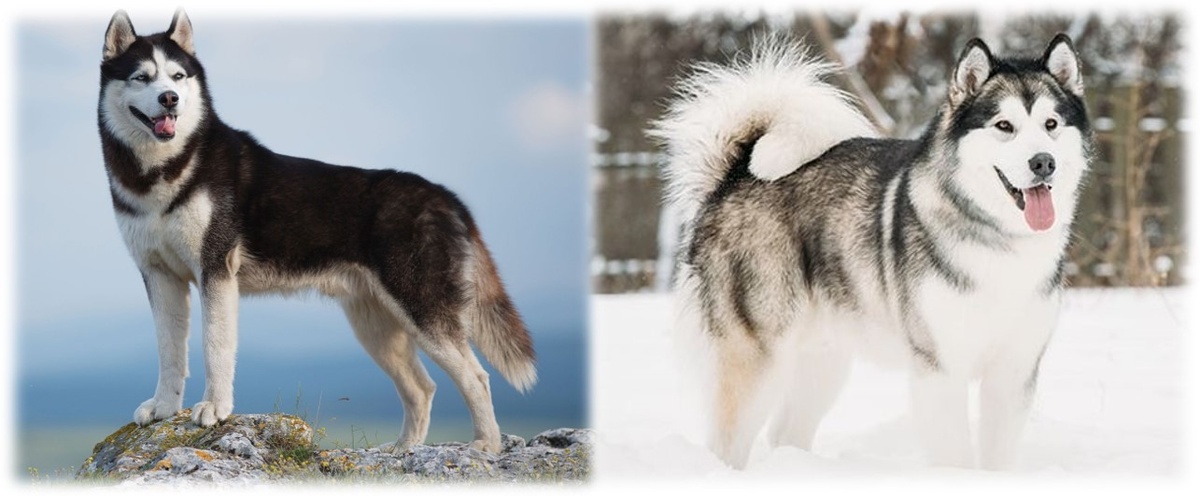 Хаски и маламут