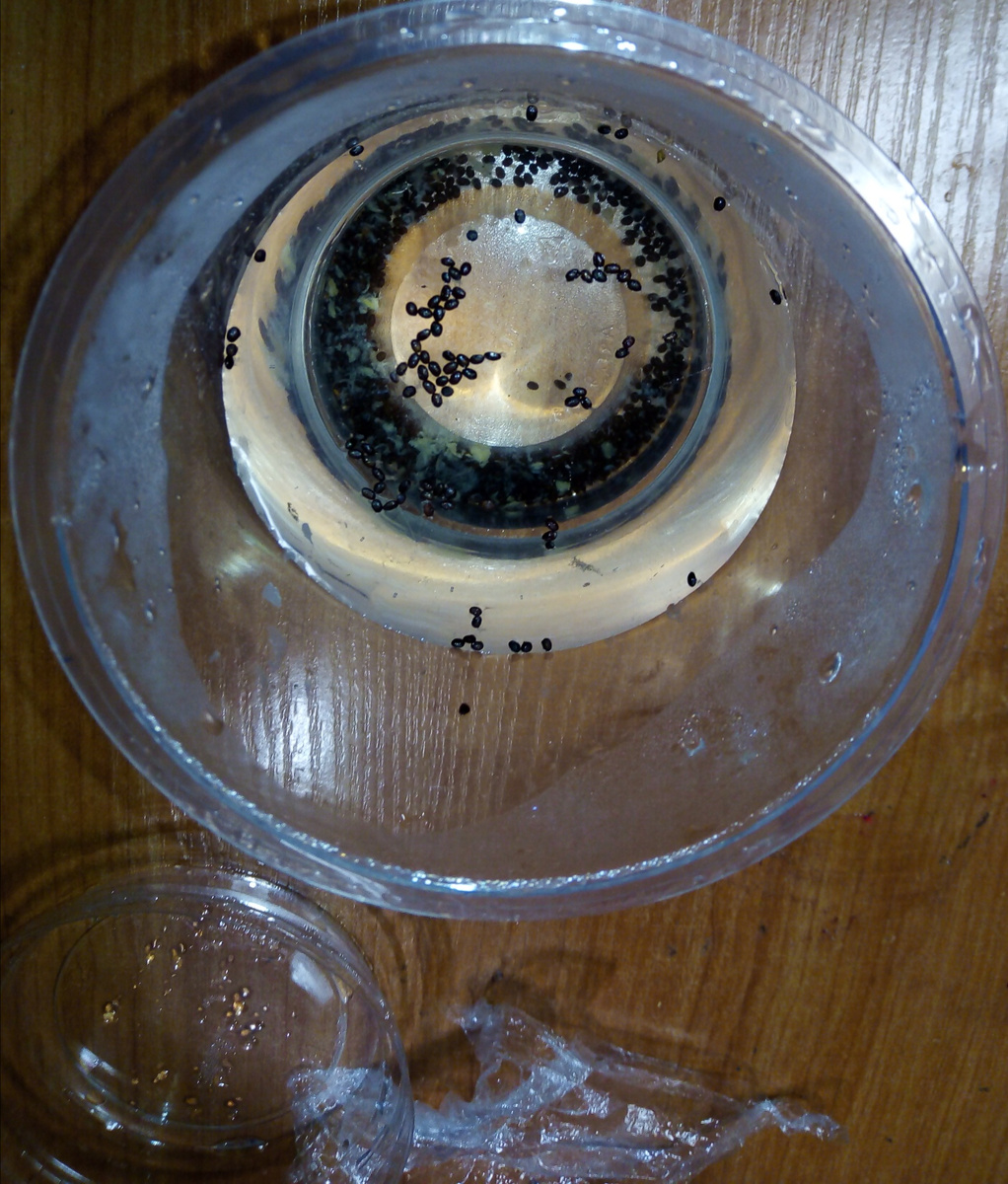 Фото автора. Замачиваю и стратифицирую семена.