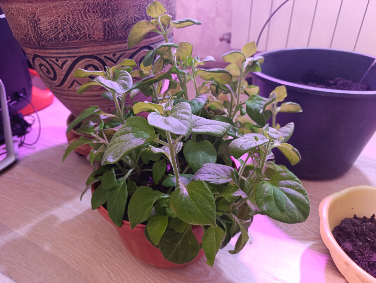 Петуния для черенкования