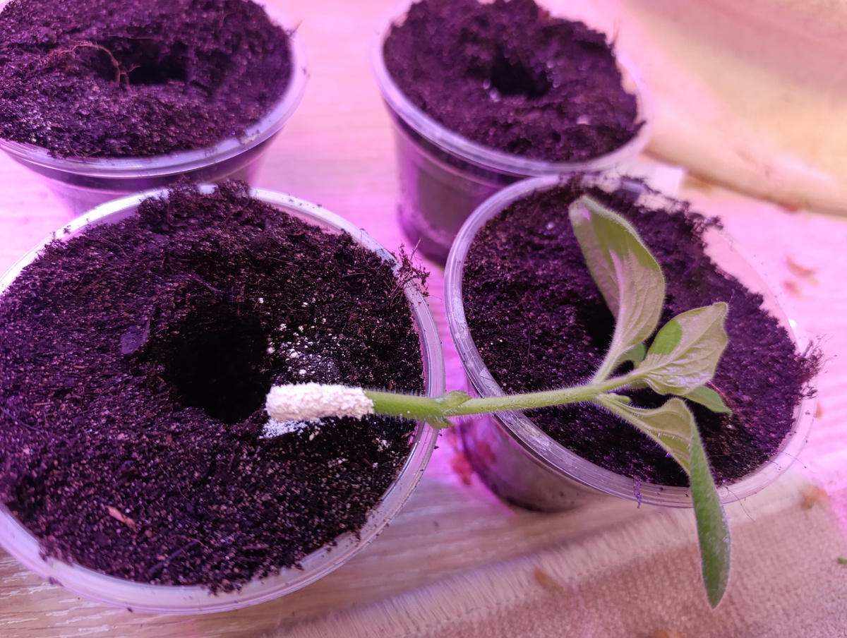 Подготовка петунии к укоренению