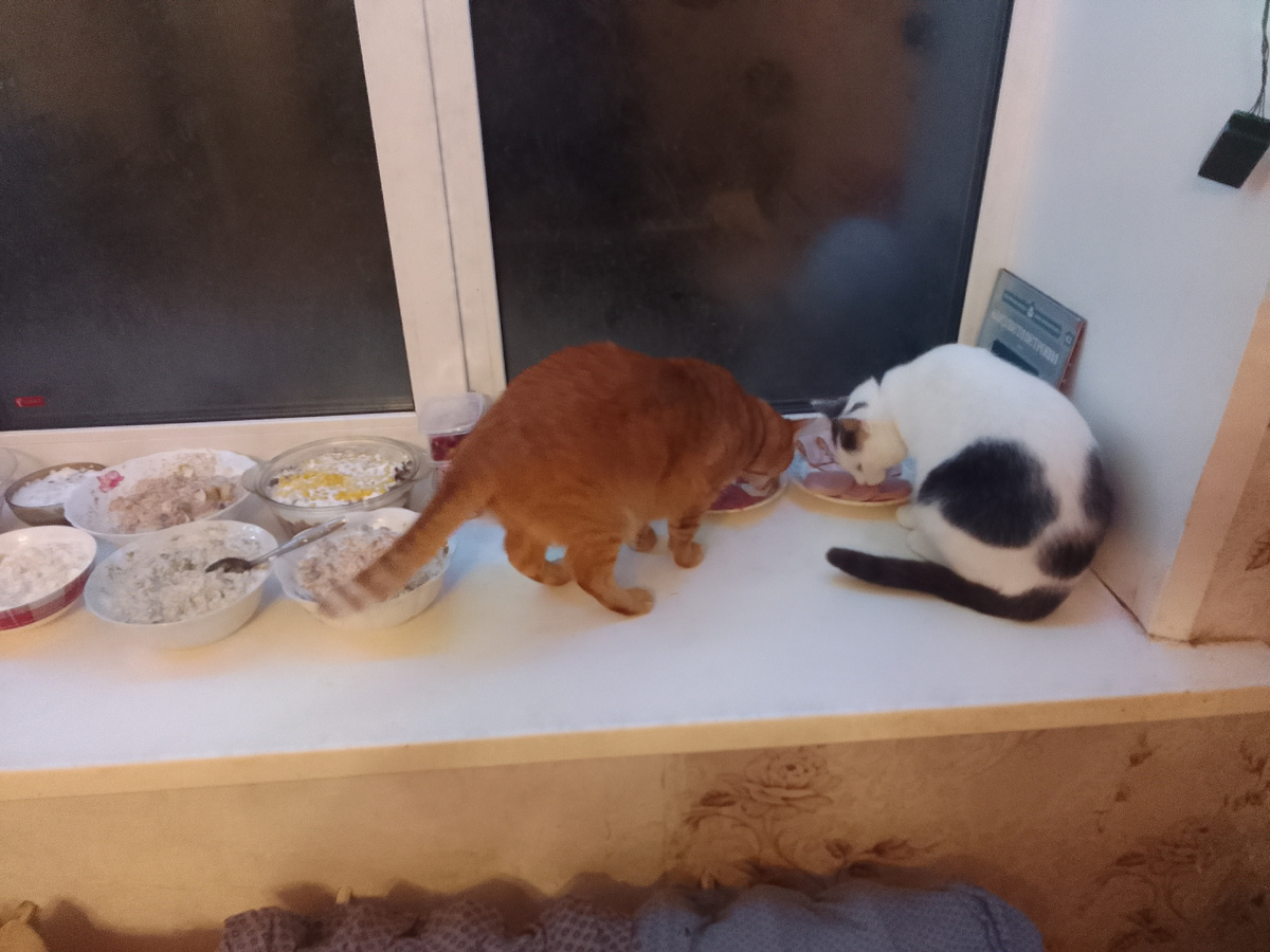 Аббат и Кныш 