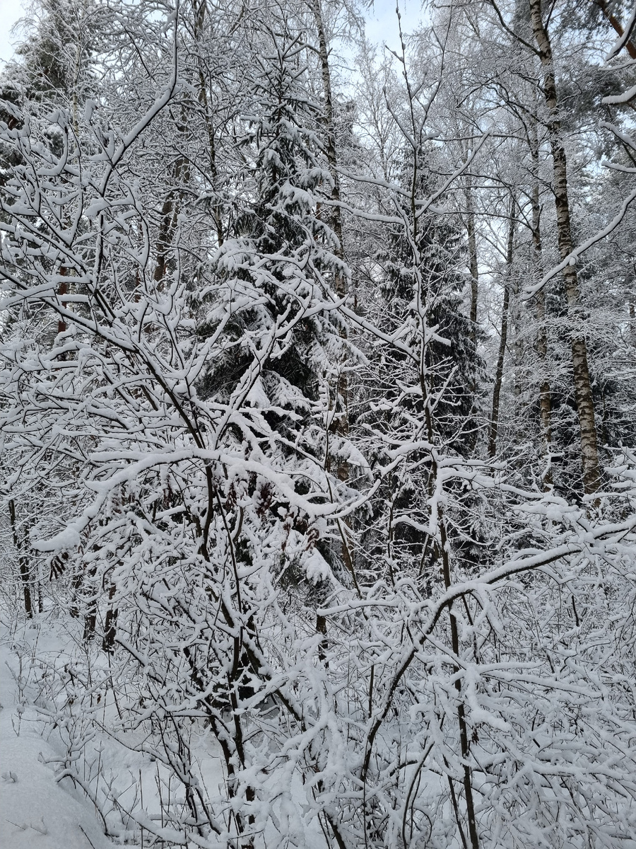 Зимний лес. Фото автора статьи.
