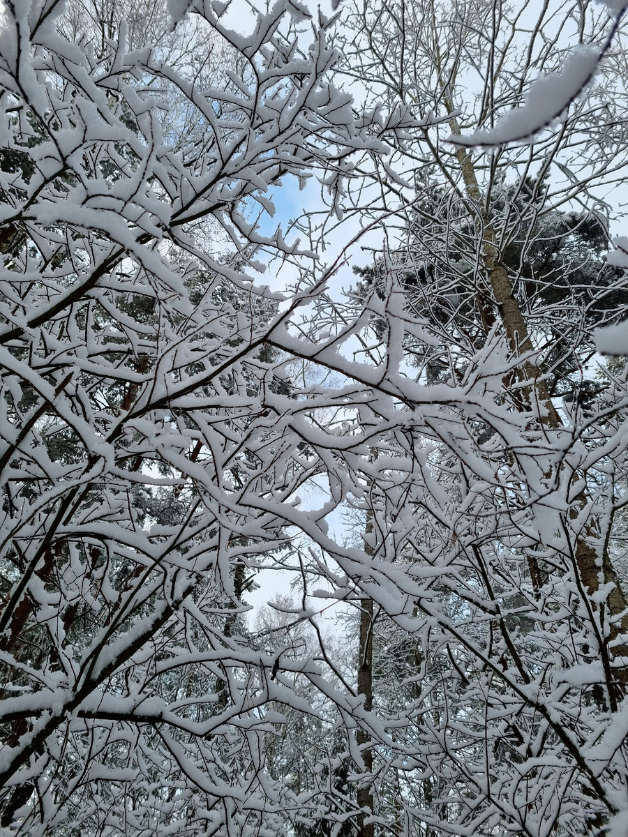 Зимний лес. Фото автора статьи.