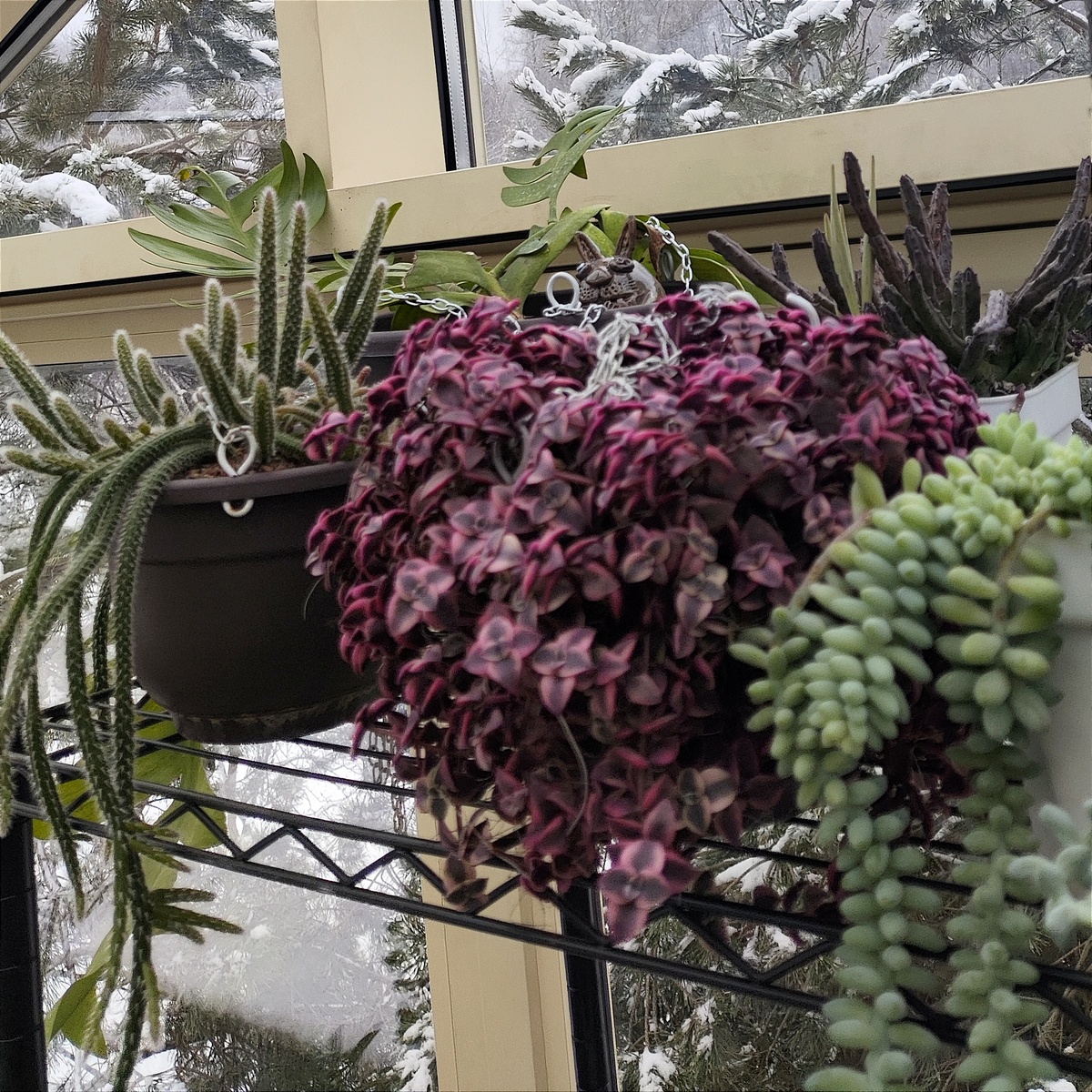 Суккуленты на зимовке