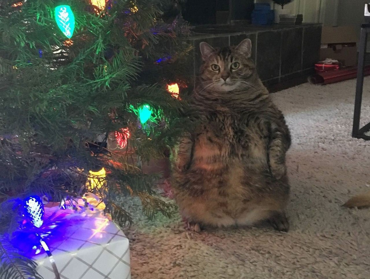 иллюстрация из яндекс картинки.