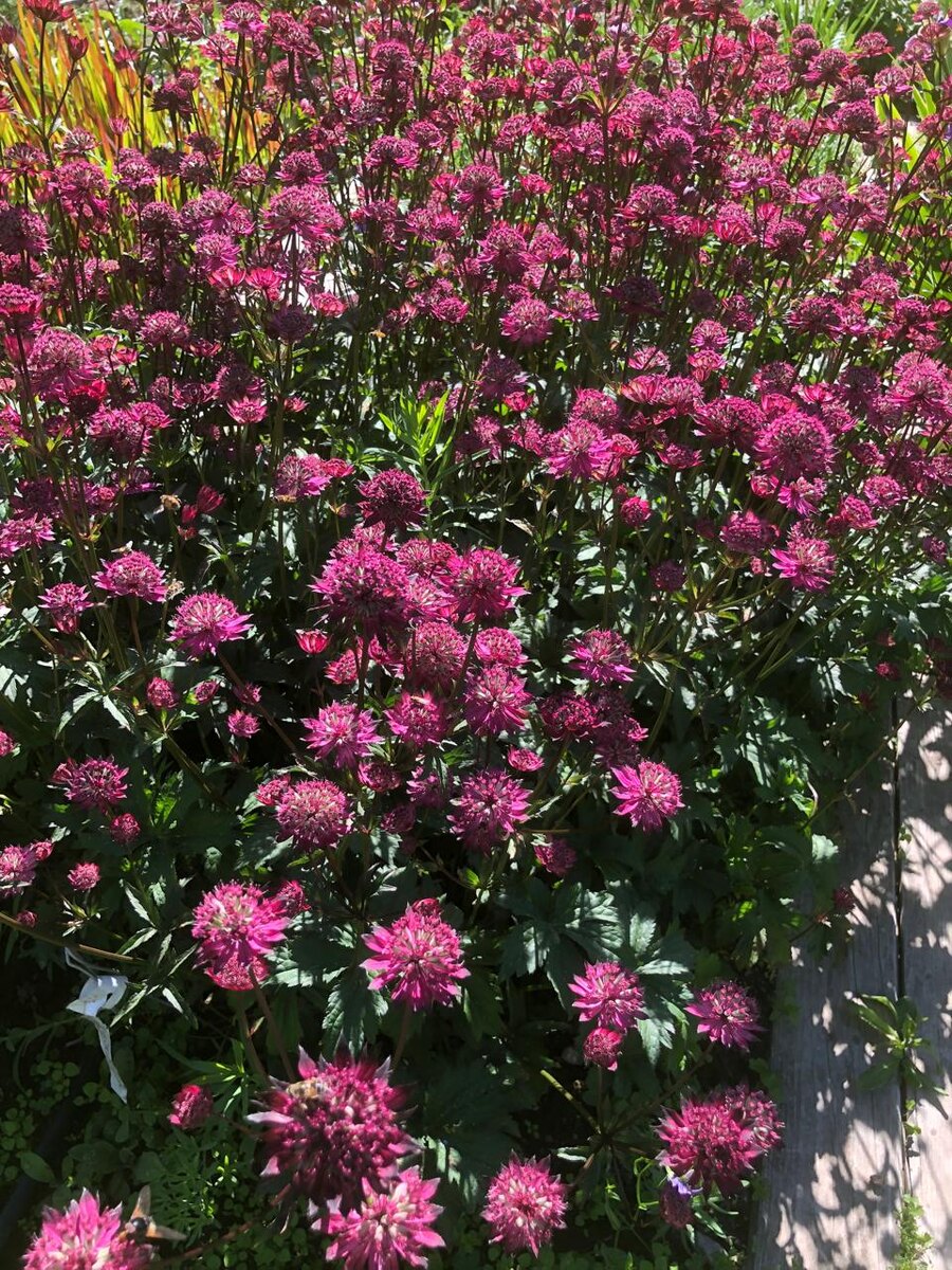 Именно так: Астранция из нашего питомника