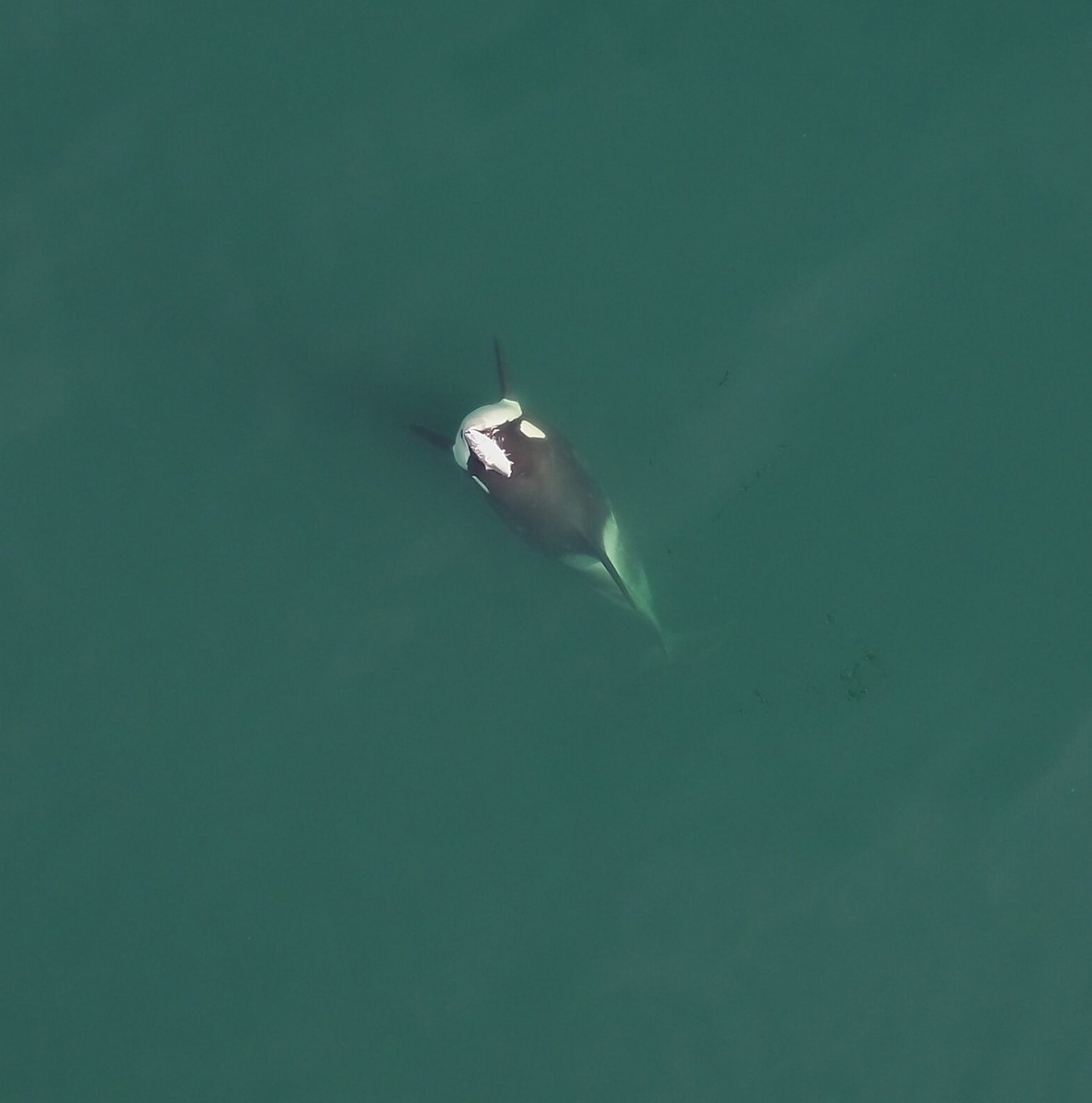 На архивном снимке косатка из южной популяции, обитающей у берегов штата Вашингтон, носит на голове лосося.