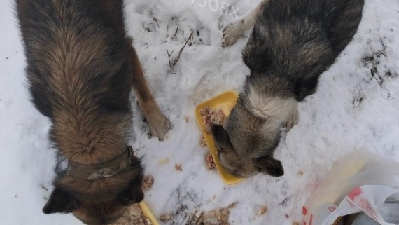 10 пачка за день