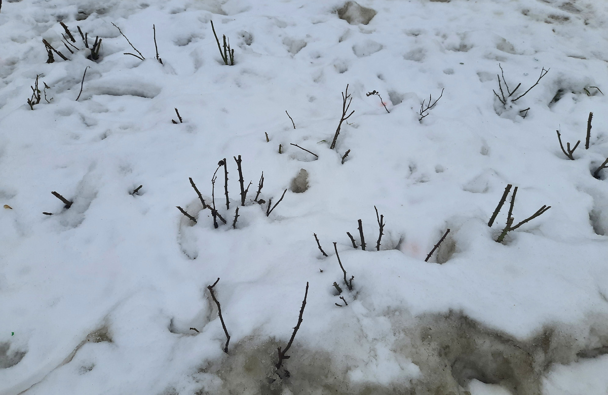 Все фотографии в статье мои