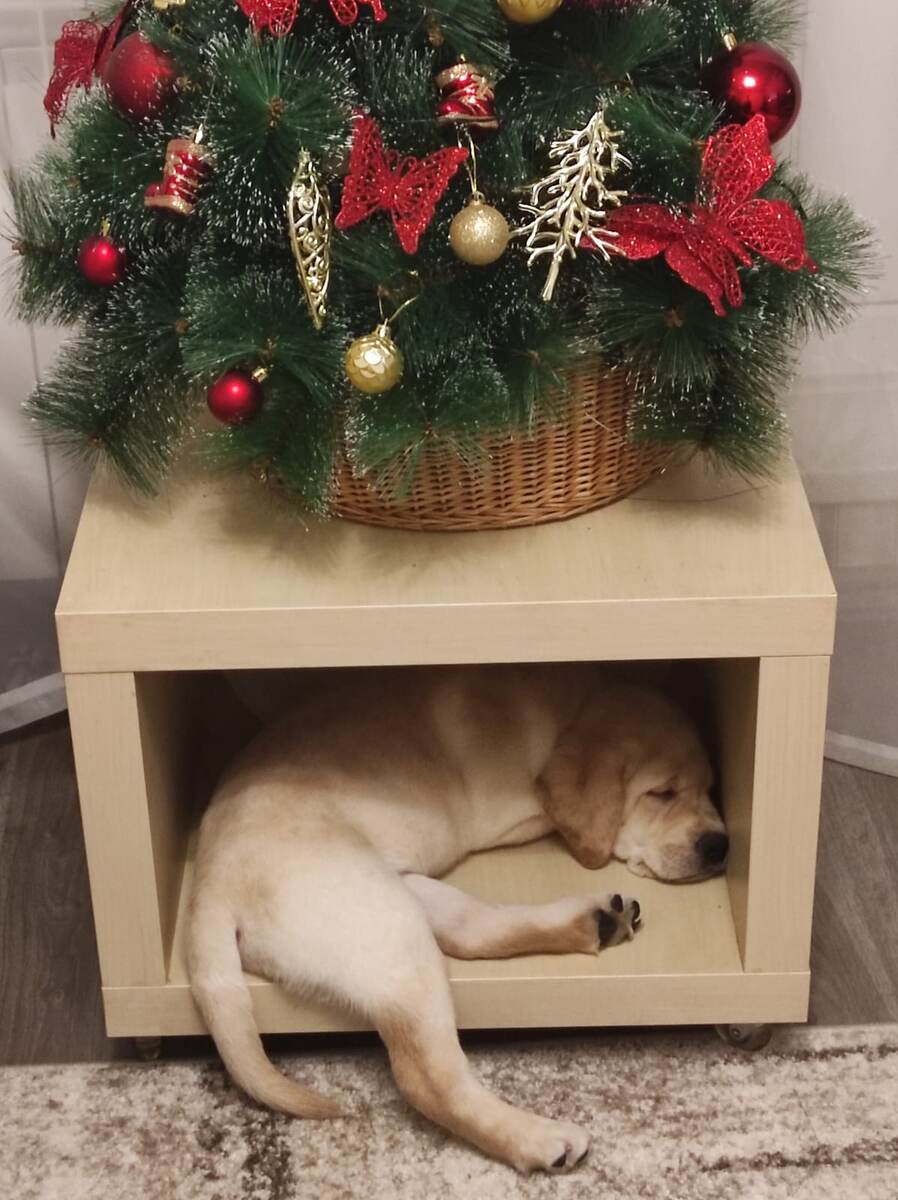 Палевый щенок лабрадора из питомника ВАЛНЕРИЗ