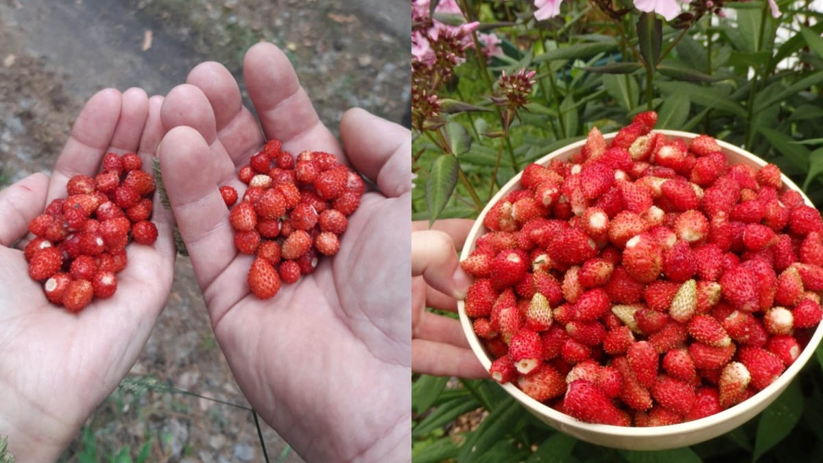 На фото наглядно показана разница урожая до и после применения чеканки земляники