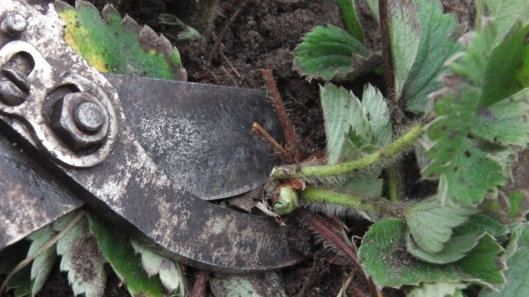 Правильная высота среза при чеканке земляники - залог успешного обновления куста