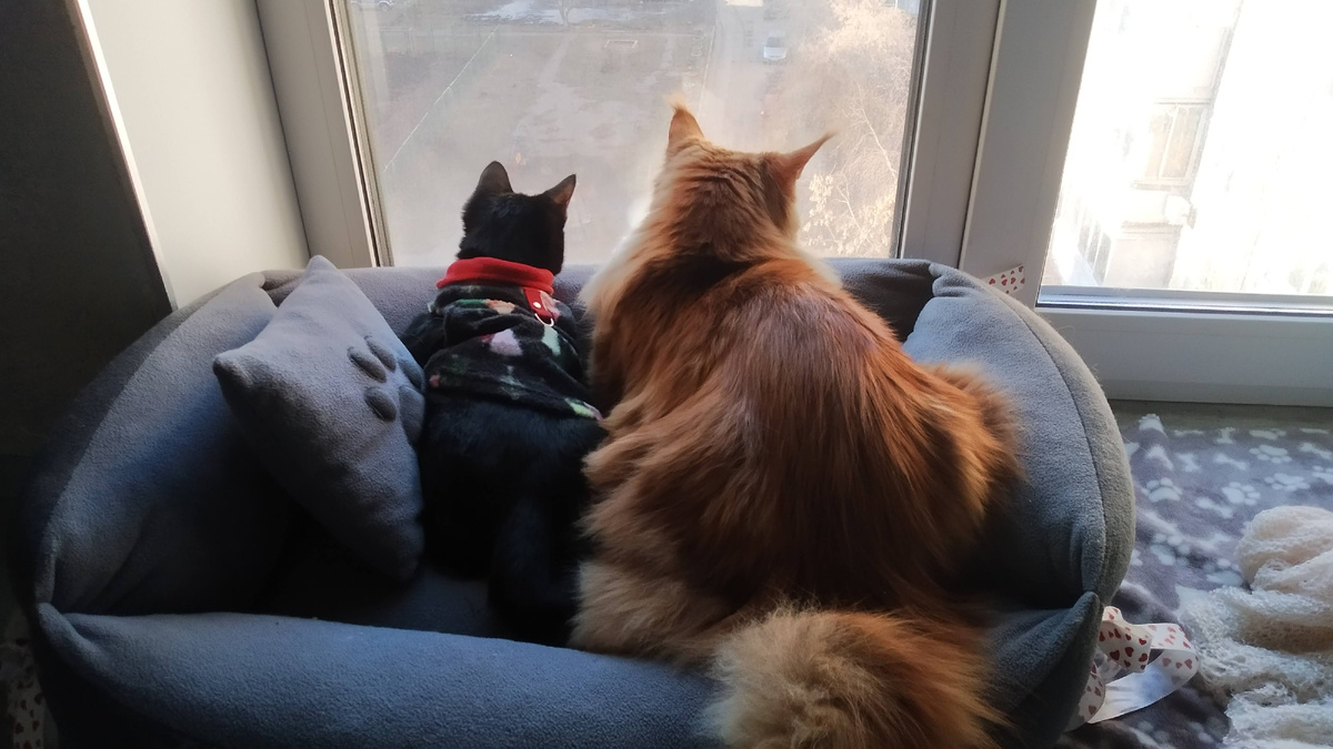 Мейн кун Степа и кот Тихон.